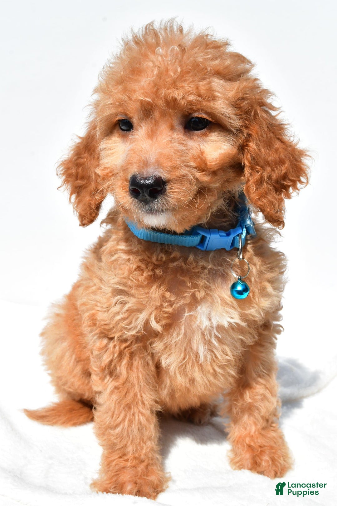 Mini Goldendoodle dogs for sale: Tessa - Image 7