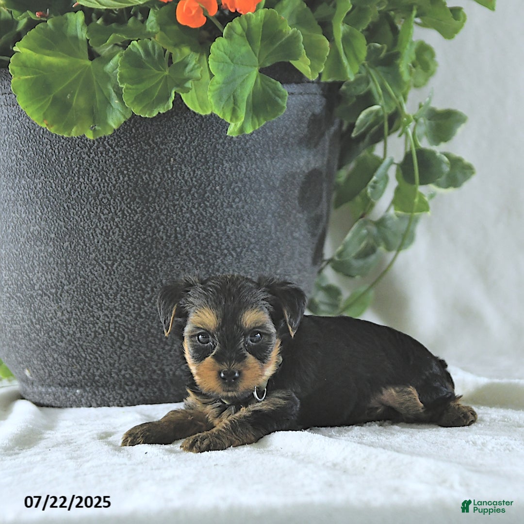 Yorkshire Terrier dogs for sale: Ken - Image 5