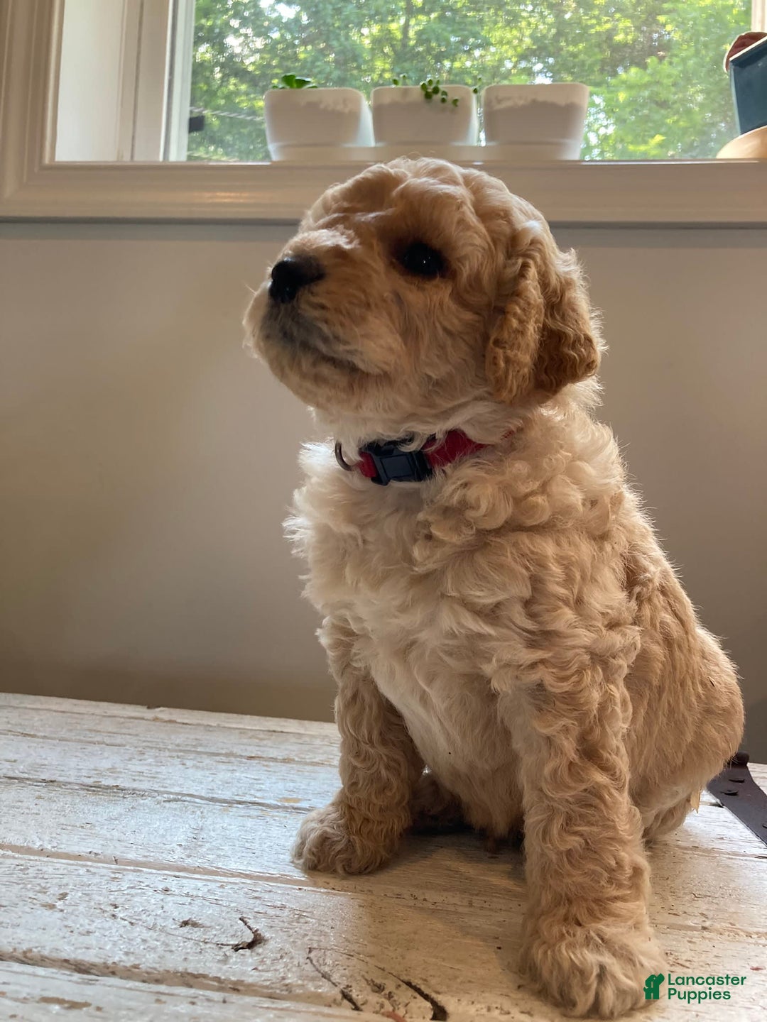 Labradoodle dogs for sale: Douglas - Image 16
