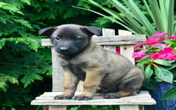 Belgian Malinois dogs for sale: Belgian Malinois 9 puppies - Image 22