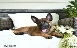 Belgian Malinois dogs for sale: Ashira - Image 2