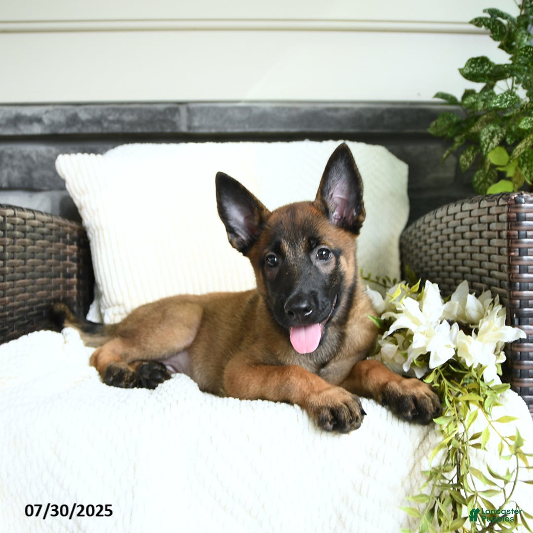 Belgian Malinois dogs for sale: Ashira - Image 2