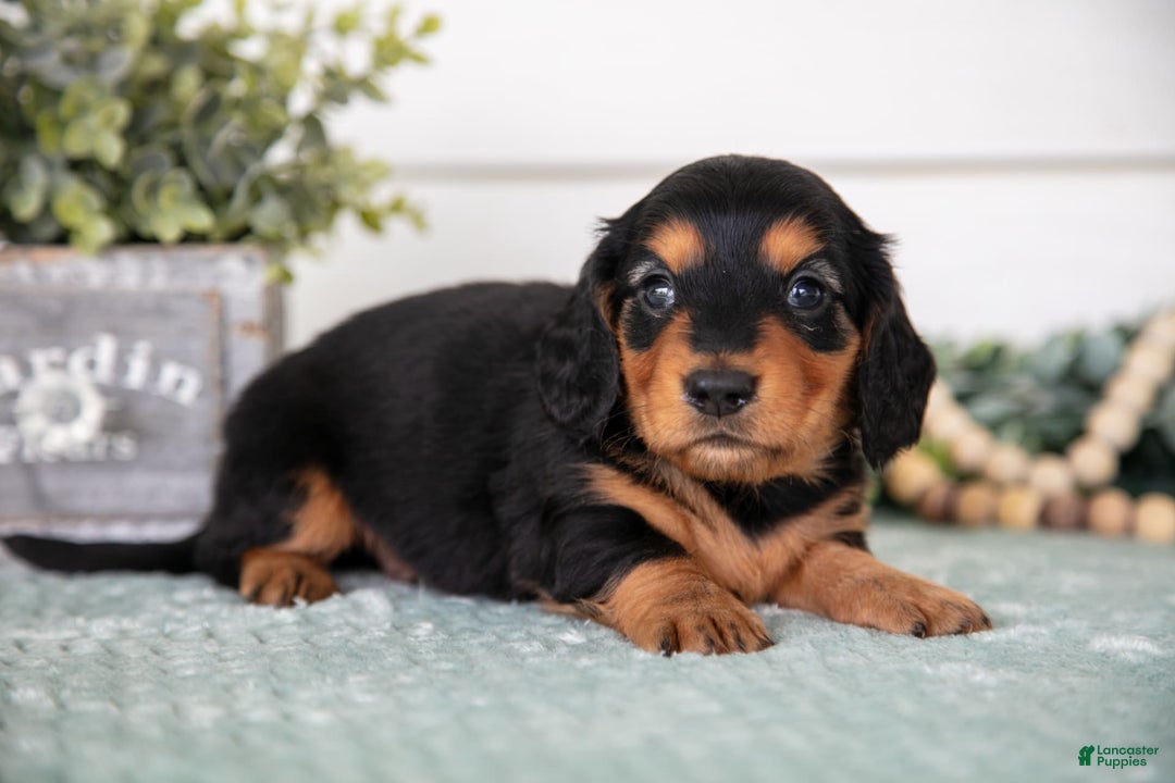 Miniature Dachshund dogs for sale: Pablo - Image 1