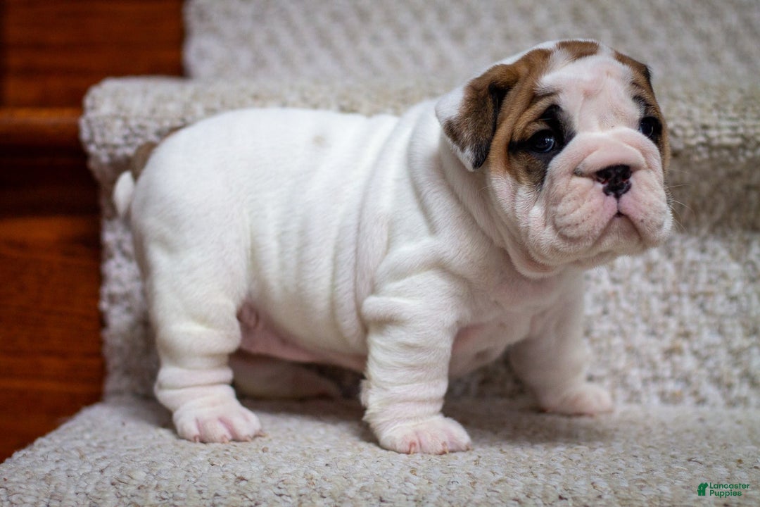English Bulldog dogs for sale: Lola - Image 4