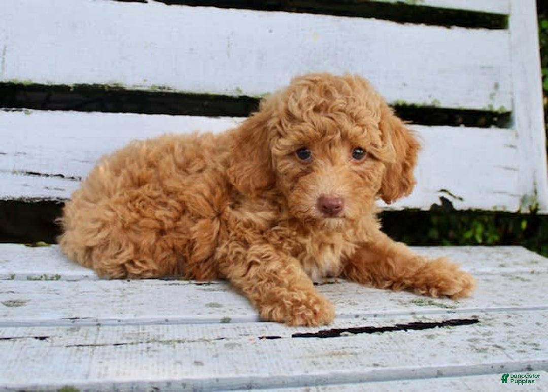 Miniature Poodle dogs for sale: Ron - Image 5