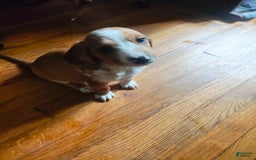 Beagle dogs for sale: Reese - Image 5
