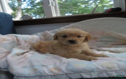 Golden Retriever dogs for sale: Truffle - Image 28