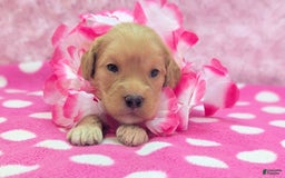 Cockapoo dogs for sale: Lydia - Image 1