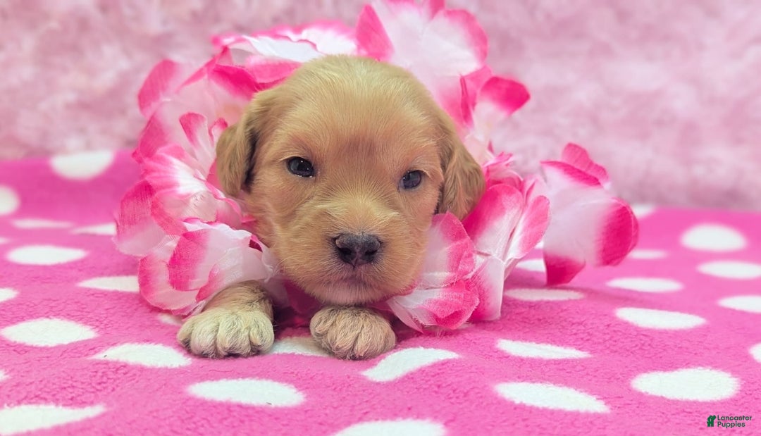 Cockapoo dogs for sale: Lydia - Image 1
