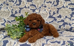 Miniature Poodle dogs for sale: Doyle - Image 9