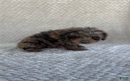 Mini Aussiedoodle dogs for sale: Holly - Image 1