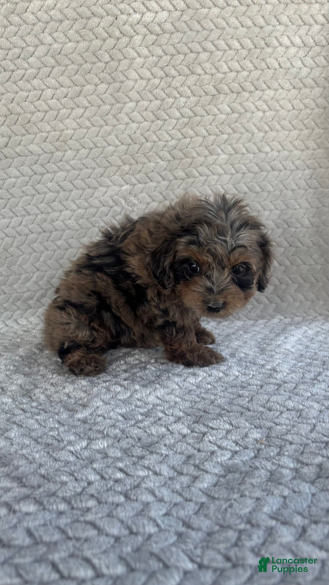 Mini Aussiedoodle dogs for sale: Holly - Image 1