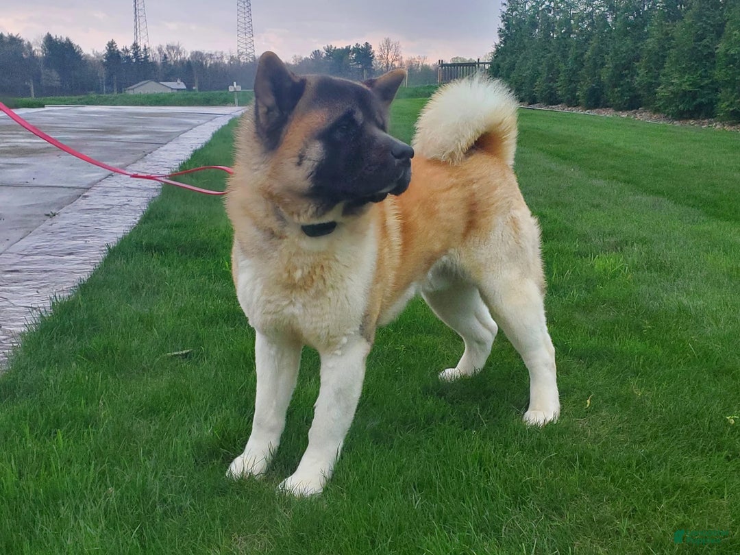categoriesInfo:categoryAttributeOptions.pets.dogs.breed.akita dogs for sale: Akc Molly - Image 7