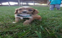 Cavapoo dogs for sale: Taffy - Image 4