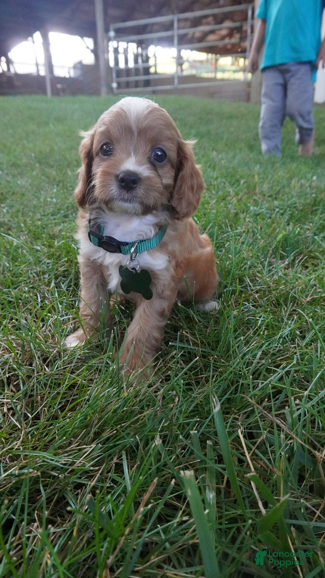 Cavapoo dogs for sale: Taffy - Image 4