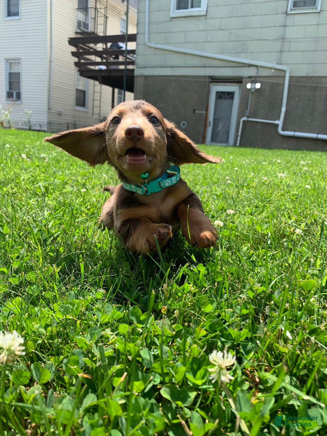 Miniature Dachshund dogs for sale: Mickey - Image 1