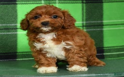 Cavapoo dogs for sale: Tara - Image 5