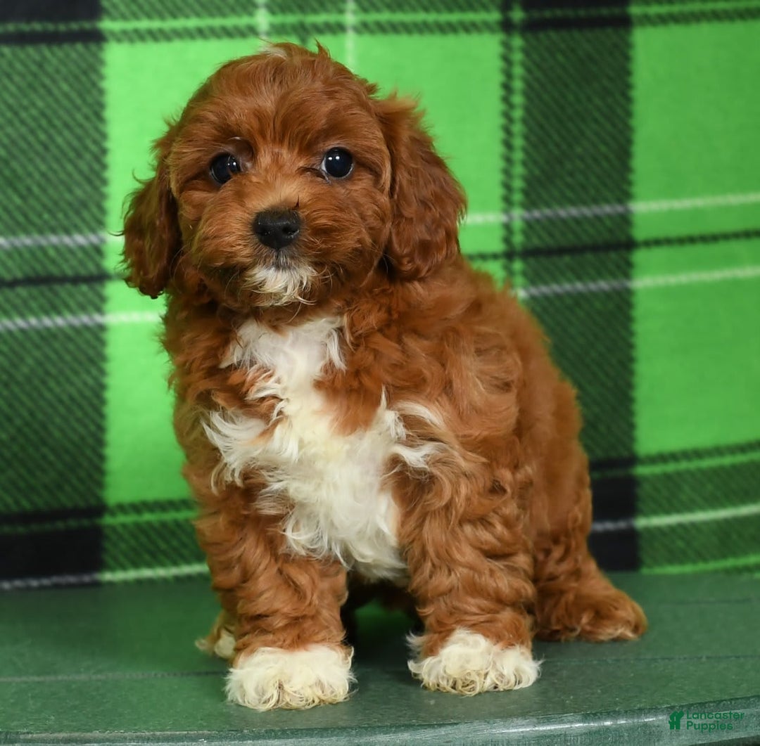 Cavapoo dogs for sale: Tara - Image 5