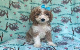 Cockapoo dogs for sale: Buttercup - Image 3