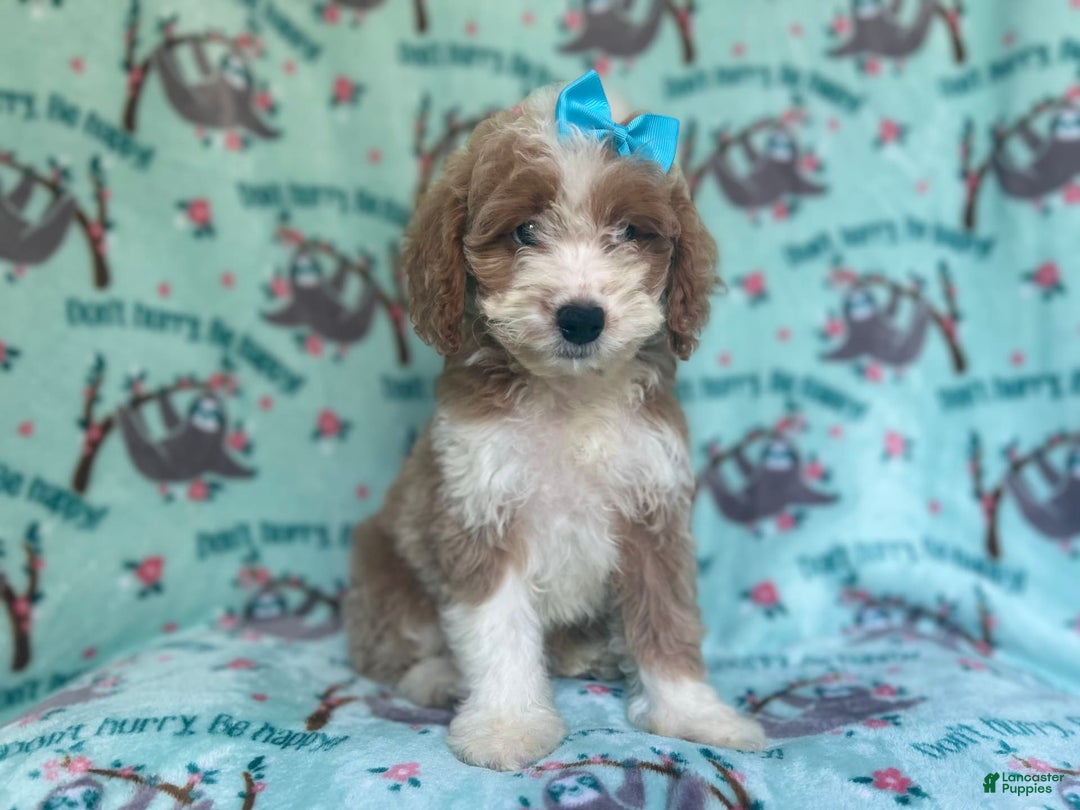 Cockapoo dogs for sale: Buttercup - Image 3