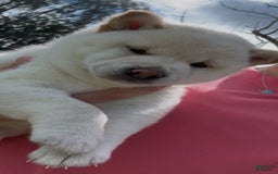 Shiba Inu dogs for sale: Aiko - Image 7