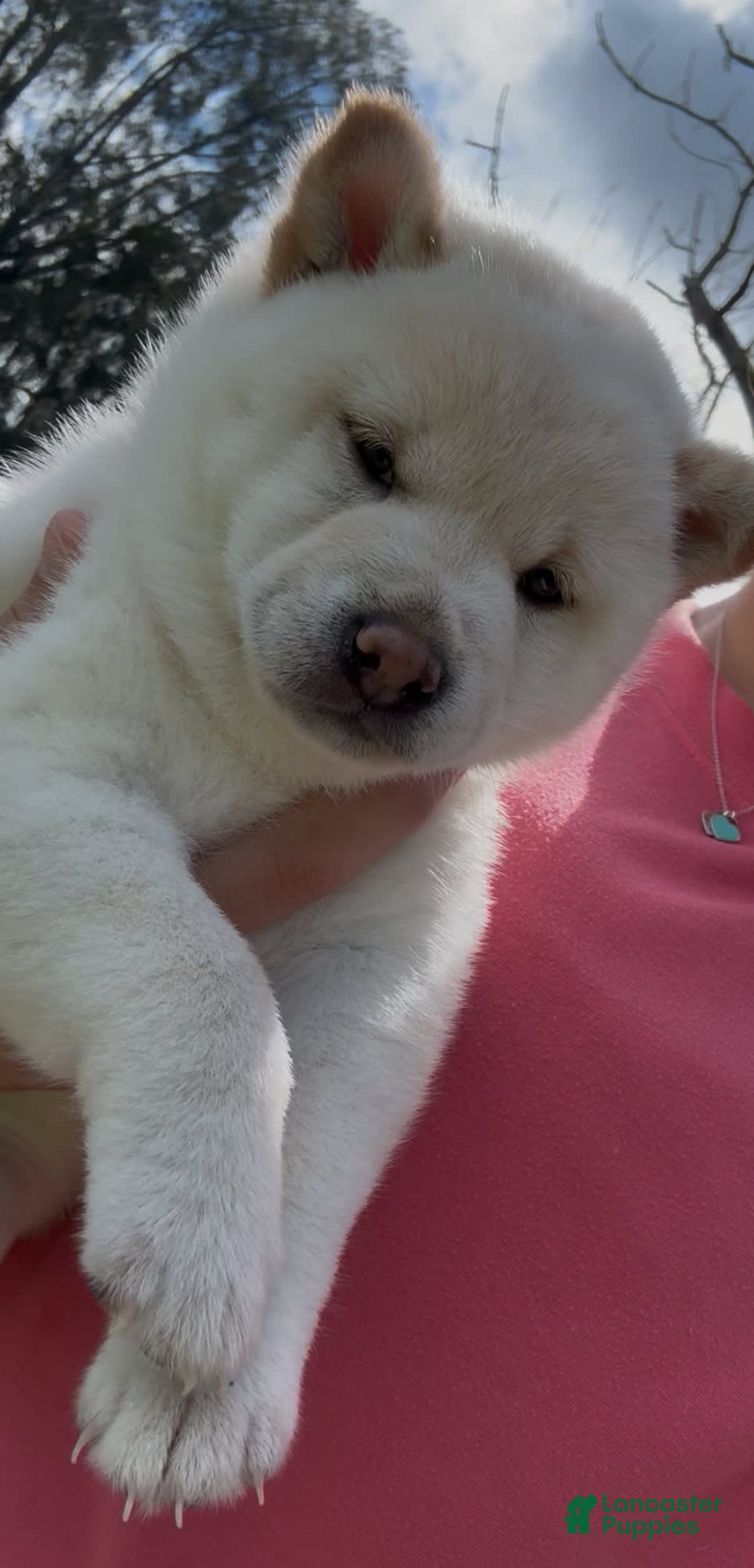 Shiba Inu dogs for sale: Aiko - Image 7