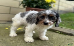 Cavapoo dogs for sale: Violet - Image 4