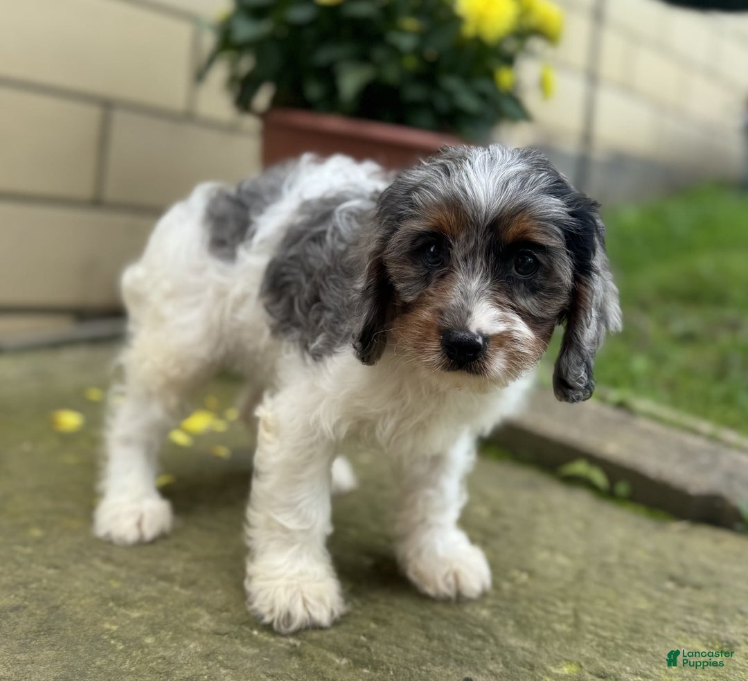 Cavapoo dogs for sale: Violet - Image 4