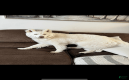 Siberian Husky dogs for sale: Bear - Image 5