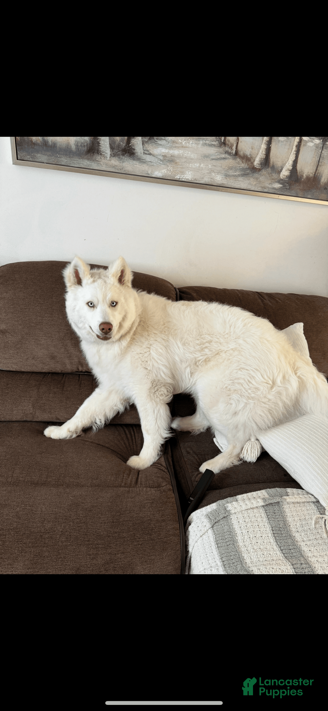 Siberian Husky dogs for sale: Bear - Image 5