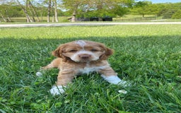 Cocker Spaniel dogs for sale: Asher - Image 1