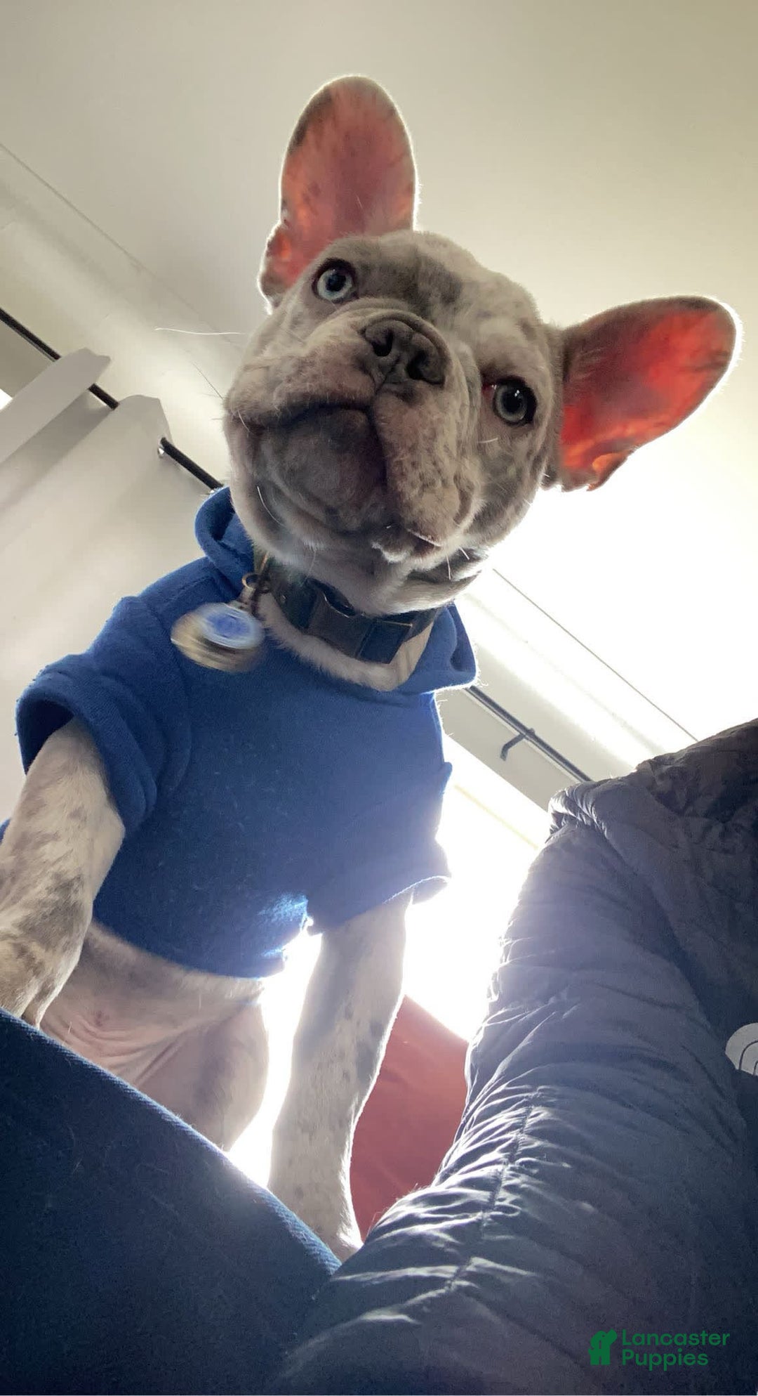 French Bulldog dogs for sale: Royal - Image 7