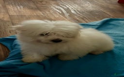 Maltipoo dogs for sale: Buddy - Image 5