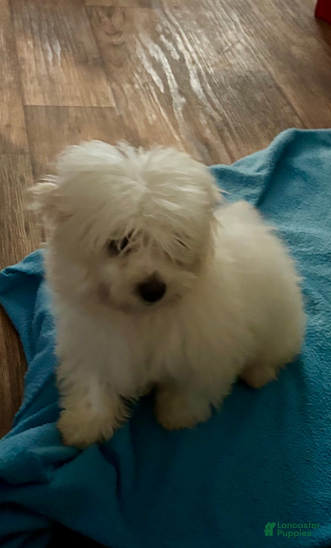 Maltipoo dogs for sale: Buddy - Image 5