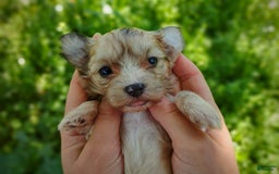 Morkie dogs for sale: Rare Merle Ember - Image 9