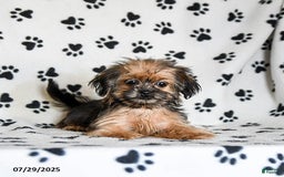 Shorkie dogs for sale: Huck - Image 20