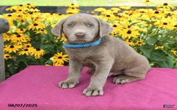 Labrador Retriever dogs for sale: Caboose - Image 2