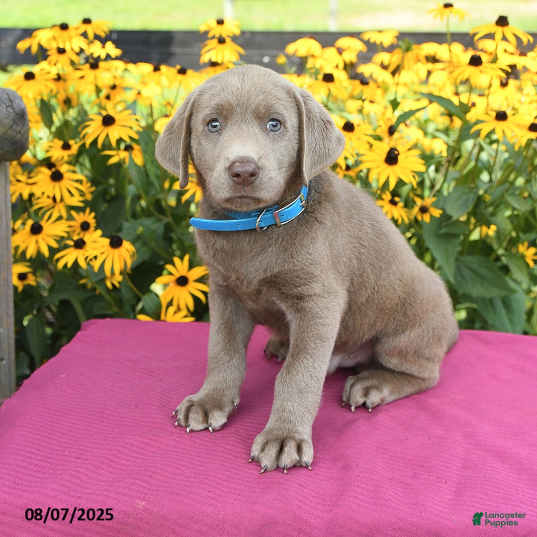 Labrador Retriever dogs for sale: Caboose - Image 2
