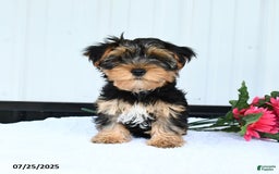 Yorkshire Terrier dogs for sale: Sandra - Image 4