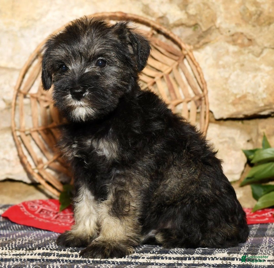 Miniature Schnauzer dogs for sale: Tinker - Image 6