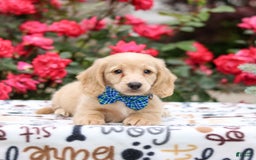 Miniature Dachshund dogs for sale: Parker - Image 5