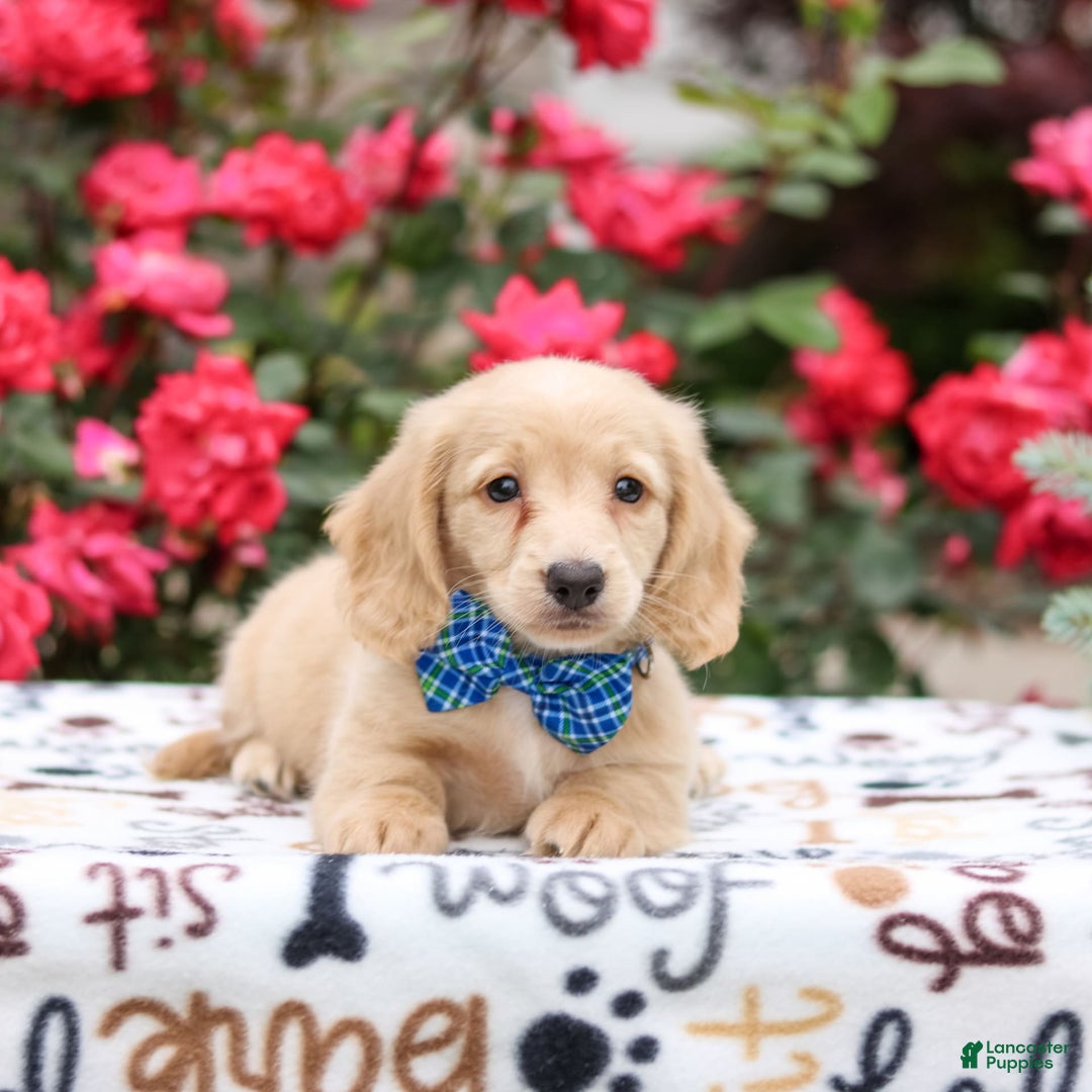 Miniature Dachshund dogs for sale: Parker - Image 5