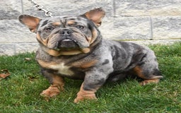 Beabull dogs for sale: Winston - Image 12