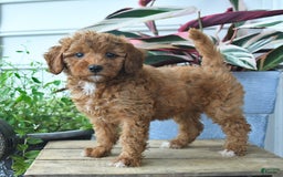 Mini Goldendoodle dogs for sale: Penny - Image 4