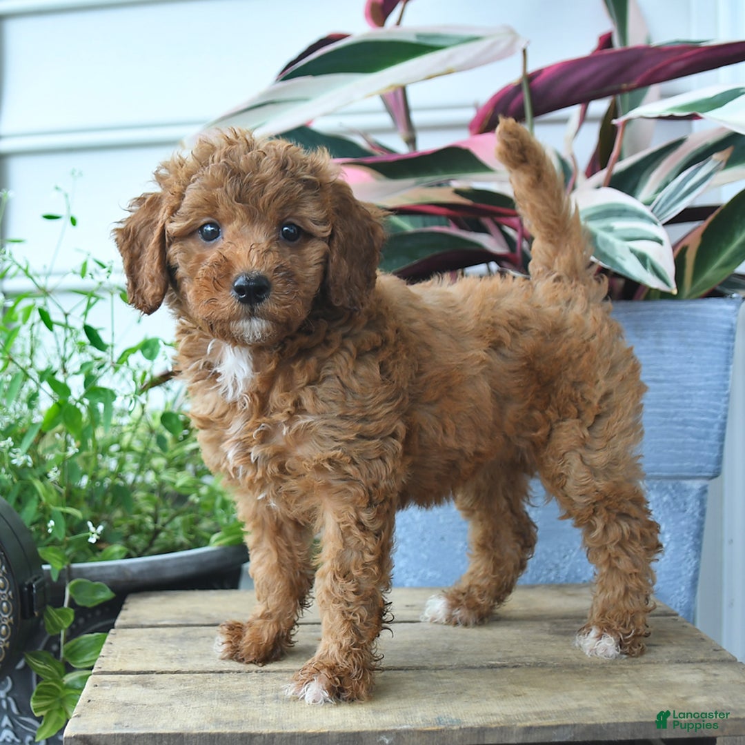 Mini Goldendoodle dogs for sale: Penny - Image 4