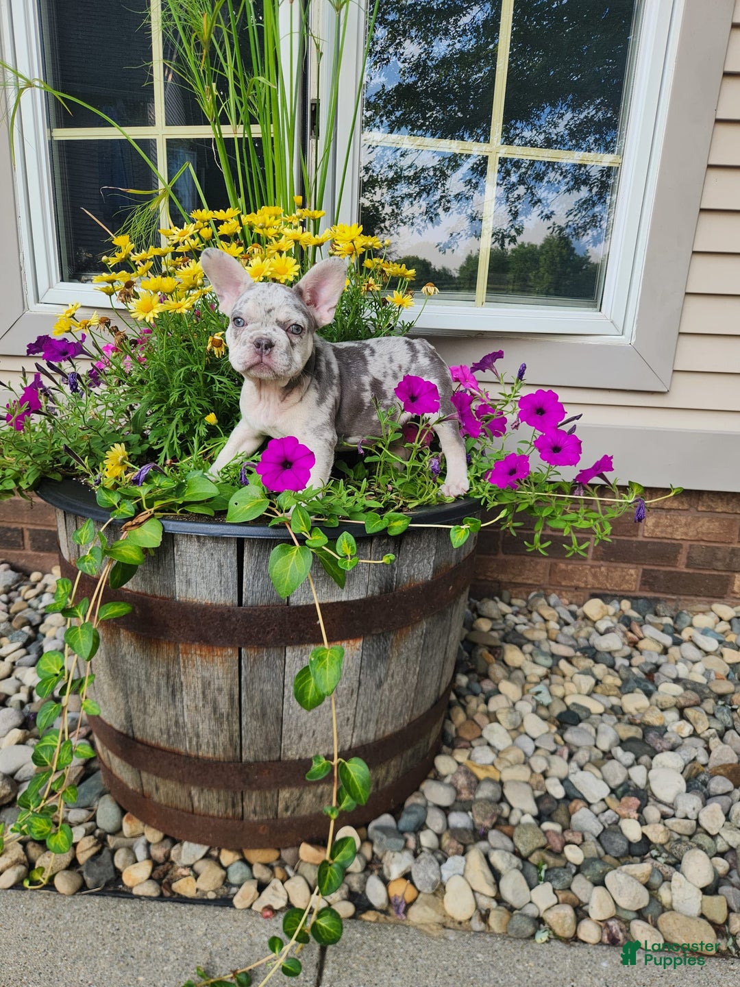 French Bulldog dogs for sale: Charlie - Image 14