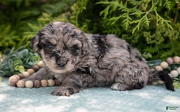 Mini Bernedoodle dogs for sale: Knox - Image 1