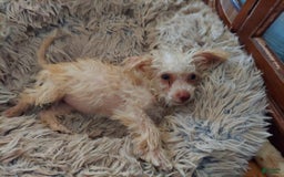 Toy Poodle dogs for sale: Honey - Image 4
