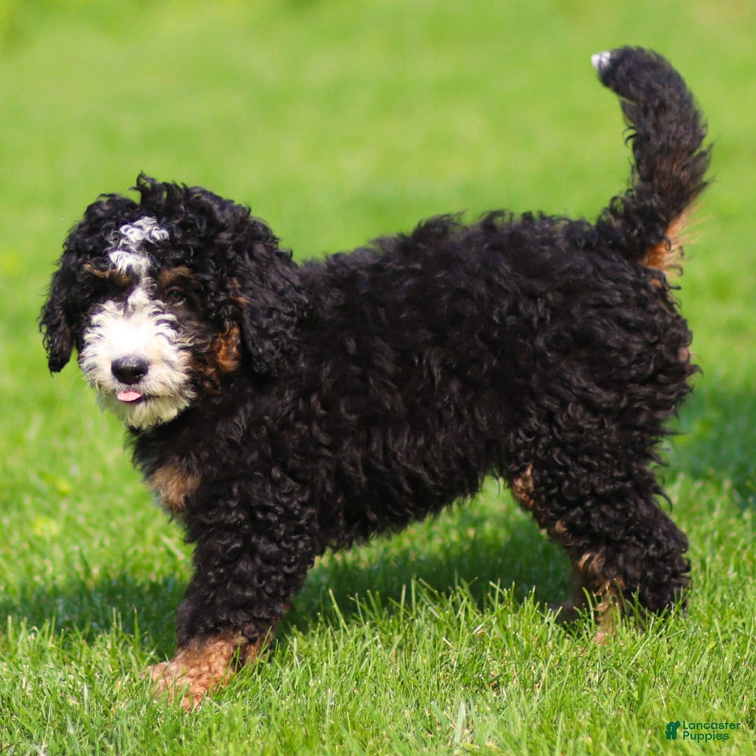 Mini Bernedoodle dogs for sale: Ozzy - Image 7