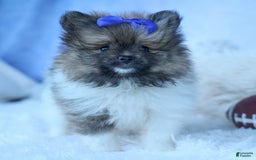 Pomeranian dogs for sale: Bobby - Image 5